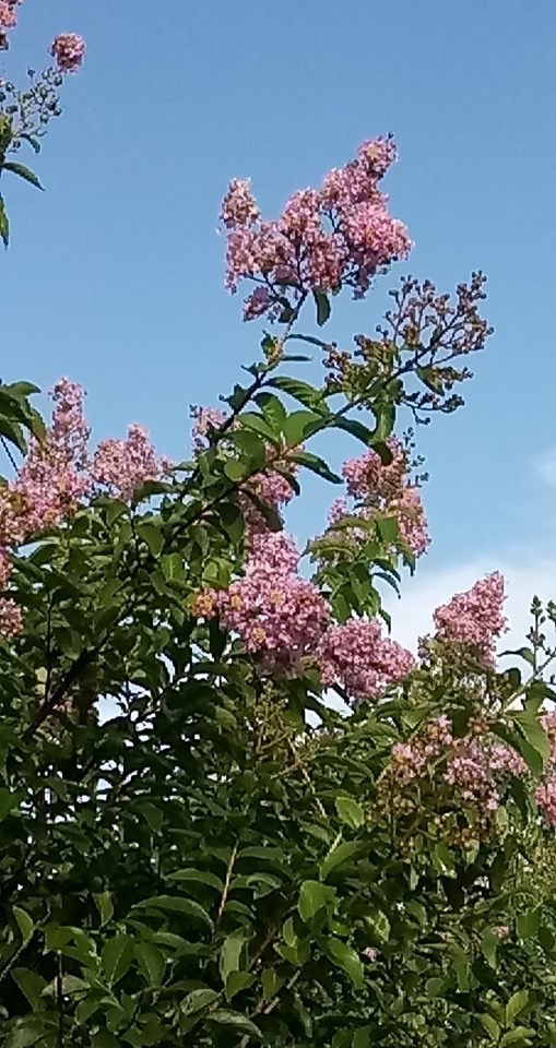 CrepeMyrtle_1