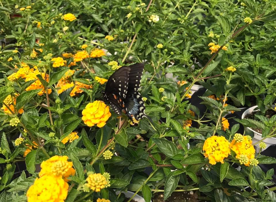 Lantana_1