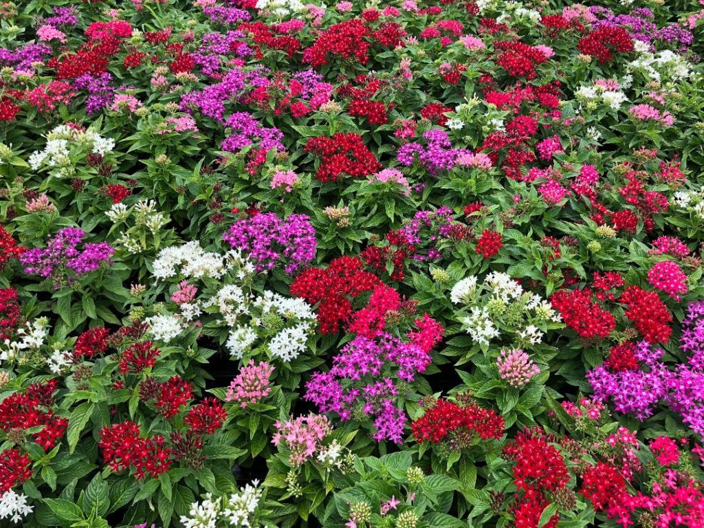 Pentas