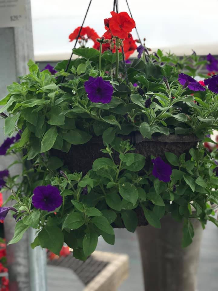 TrailingPetunia