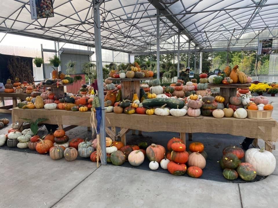 PumpkinDisplay