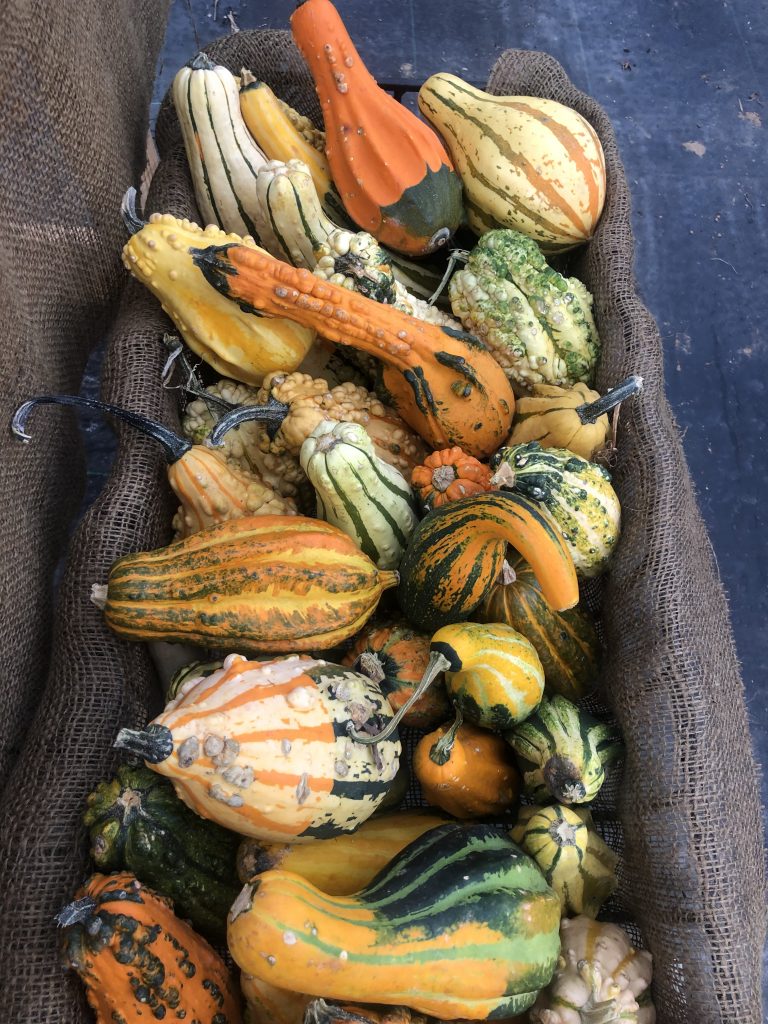 Small pumpkins& gourds