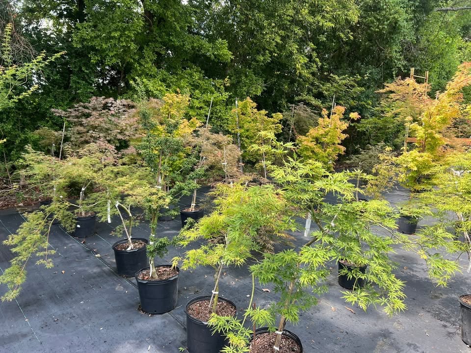 Tree4